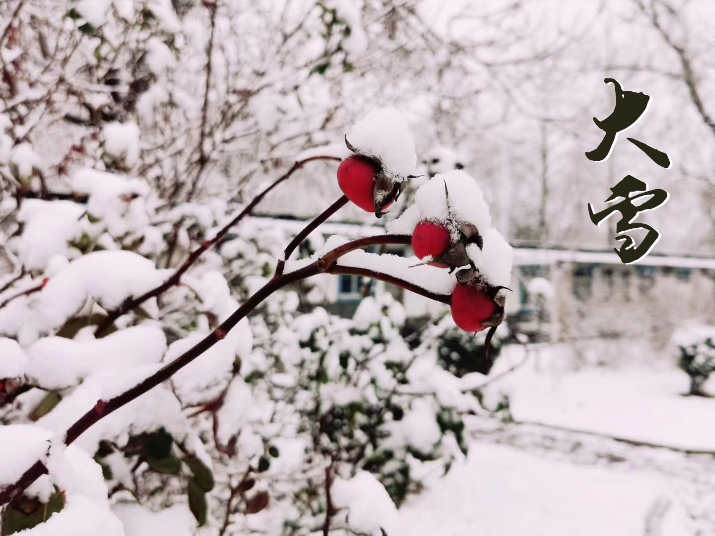 大雪 ▎萬象曉一色，皓然天地中