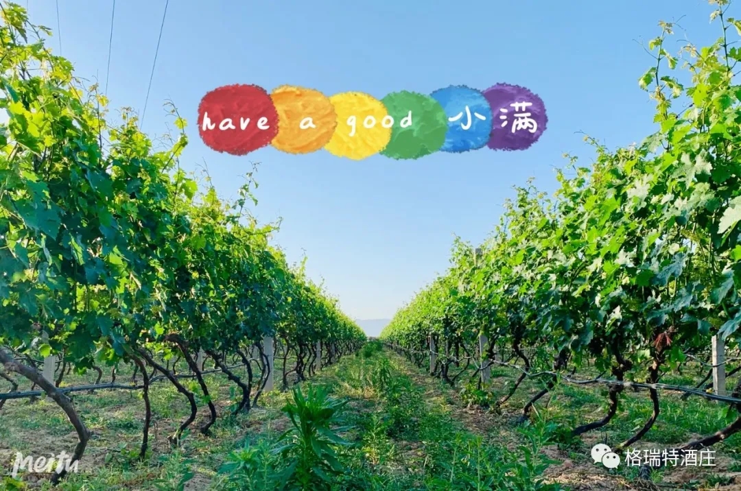 記錄小滿時(shí)節(jié)的酒莊、怎一美字了得！