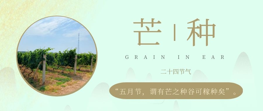 芒種 ▎風吹葡園浪，蟬鳴夏始忙