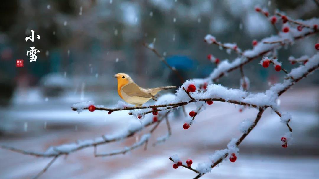 小雪 ▎等一地雪白，與歲月慢酌