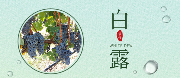 白露 ▎葡園循風(fēng)，奔赴一場秋色
