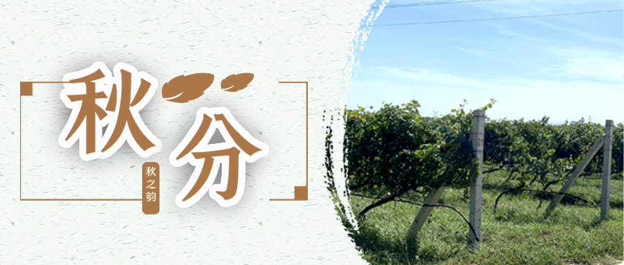 秋分 ▎秋分載萬物，葡園話豐收