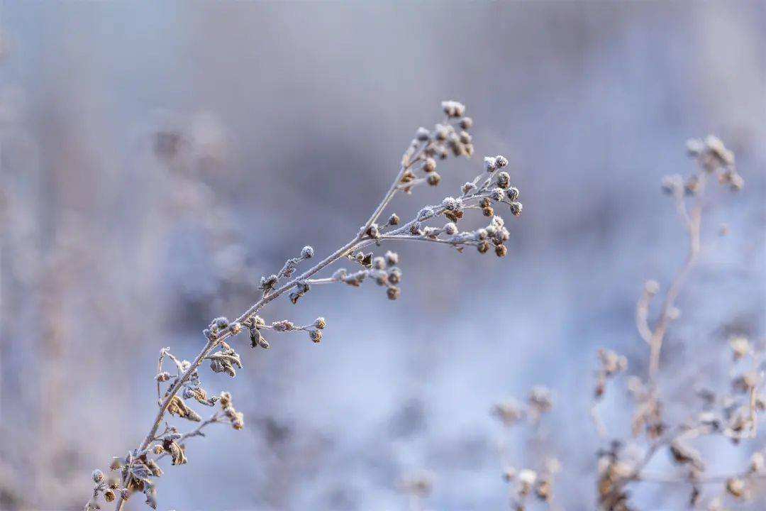 小雪 ▎冬藏萬物，歲月沉香