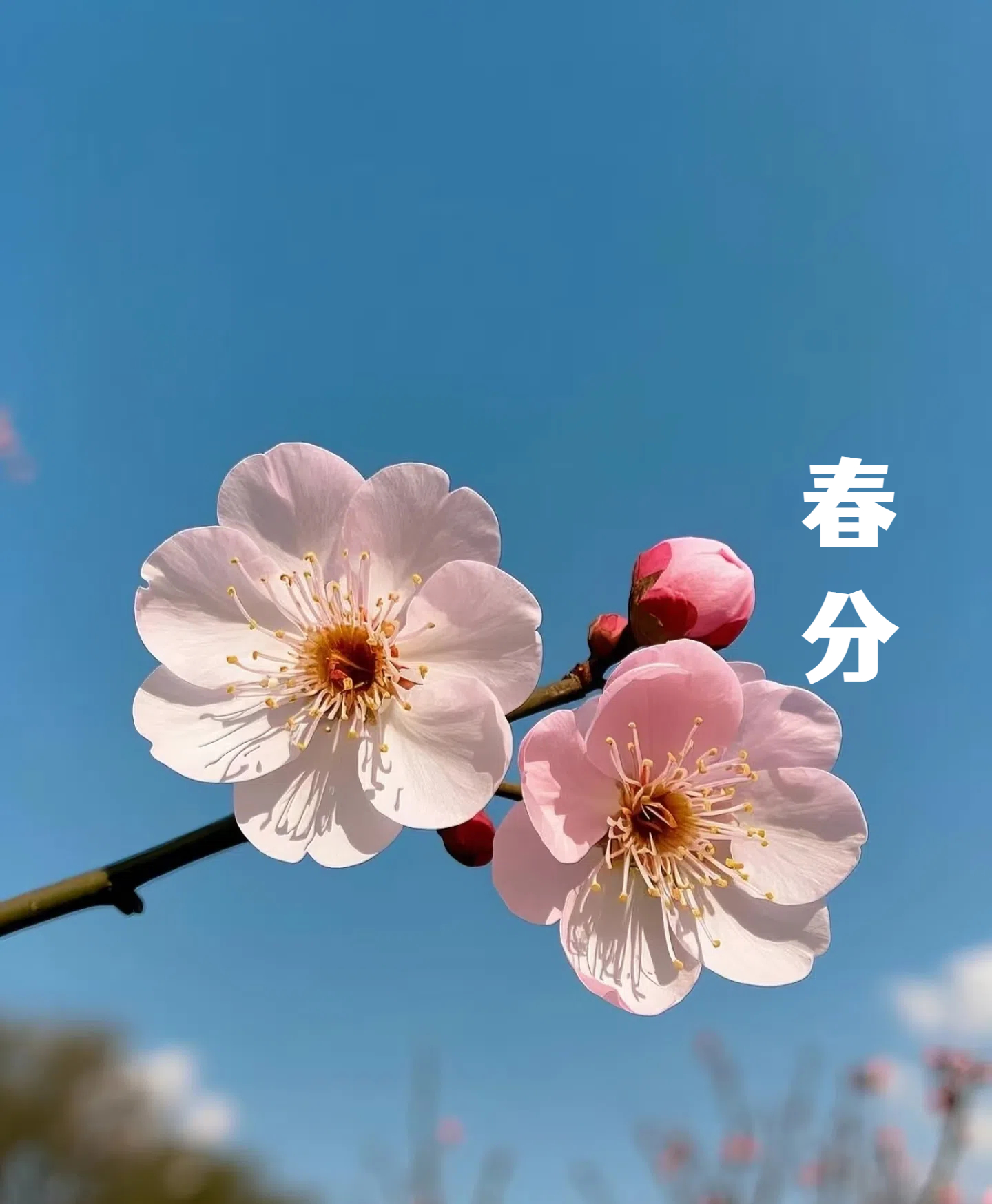 春分||花間一壺酒，莫負(fù)好時(shí)光